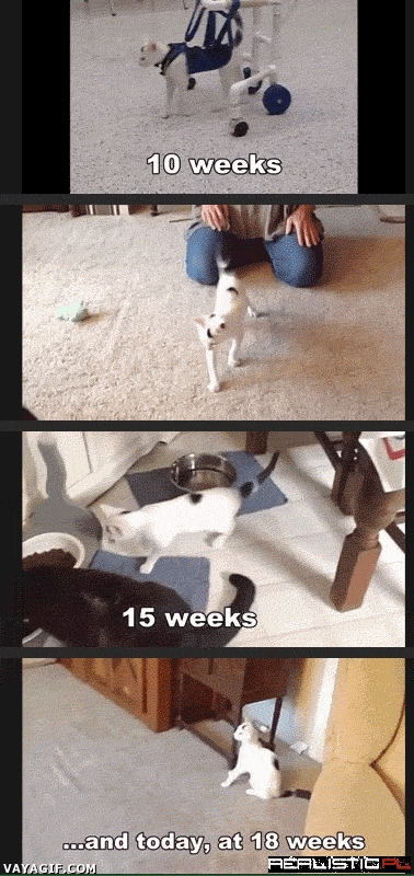 A Kitty Physical Therapy Success Story!