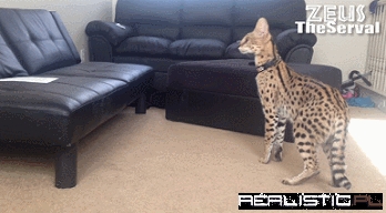A Serval Surprise