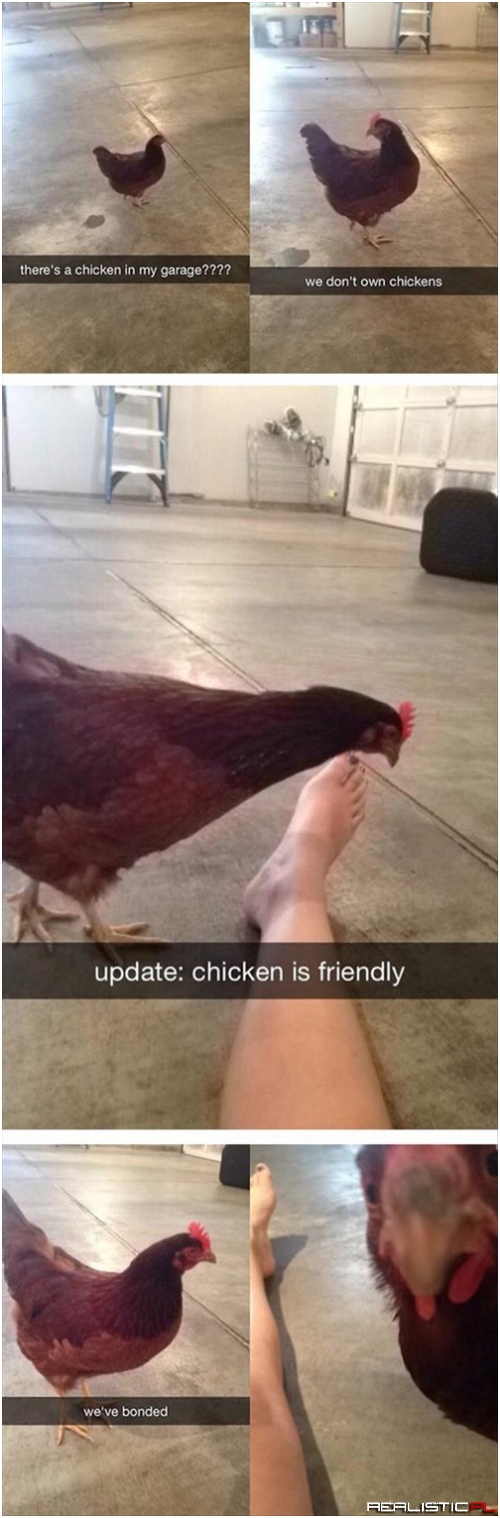 A Story of Friendship With a Chicken