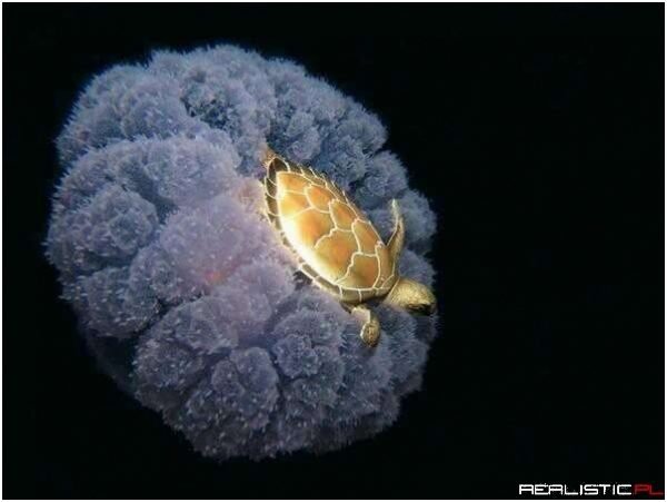 A Turtle Riding a Jellyfish