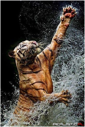 Amazing Shot