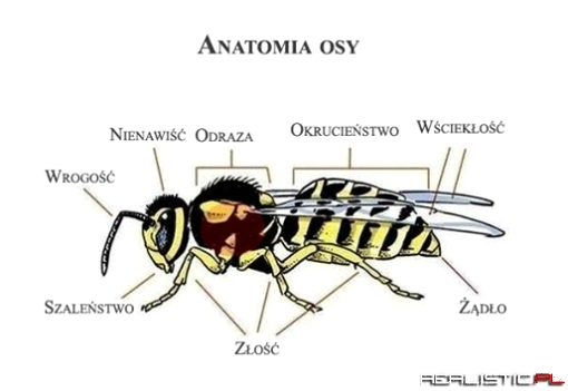 Anatomia osy