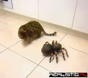 Arachnophobia