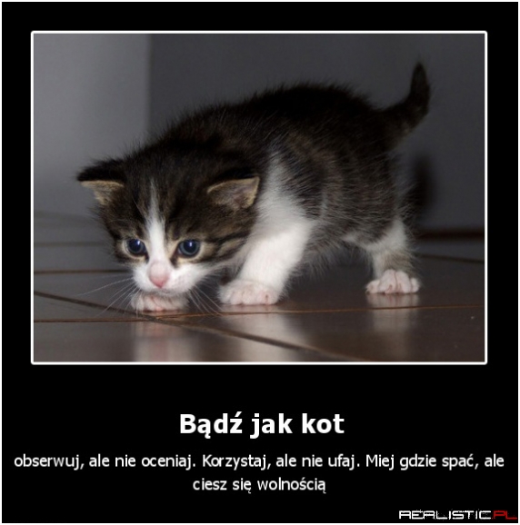 Bądż jak kot