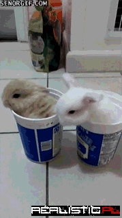 Bunny Cups