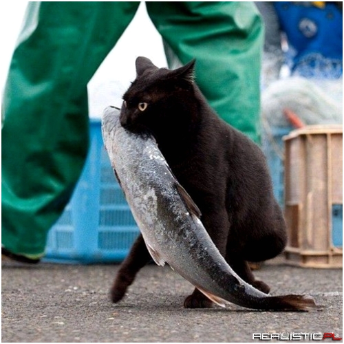 Catch of the Day