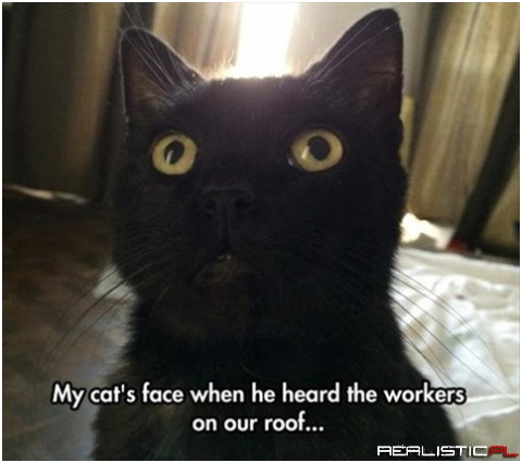 Cats face...