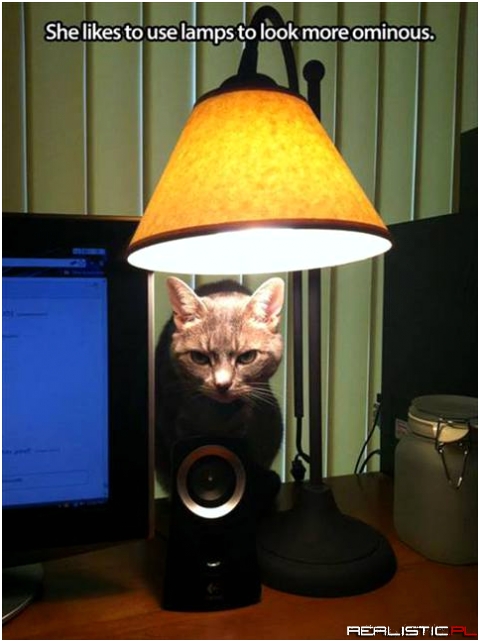 Cats using lamps doin' it right