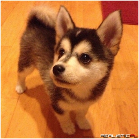 CORGI HUSKY MIXED