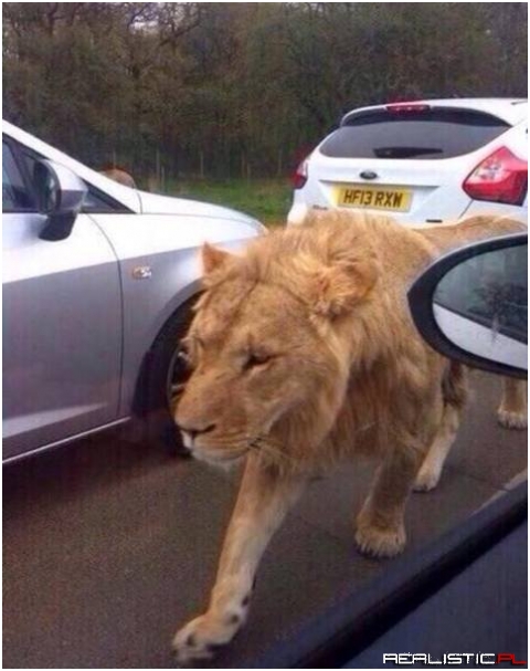 Dammit, who started a game of Jumanji