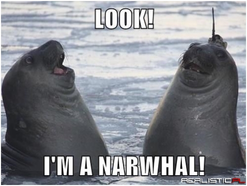 Did You do That on Porpoise