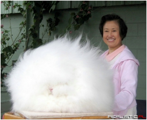 Fluffiest Rabbit Ever