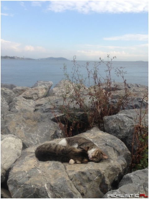 Found two kitties cuddling by the sea
