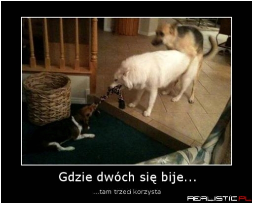 Gdzie dwóch się bije...