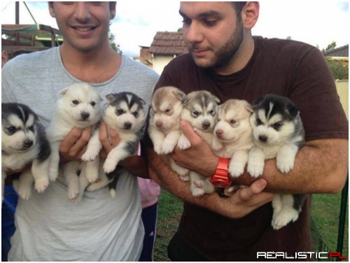 Handfuls of Puppy Squee