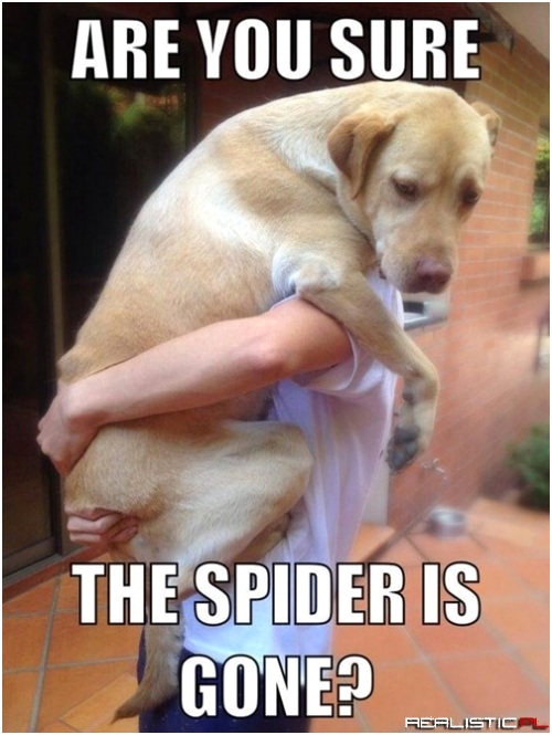 Have the Cat Get it!