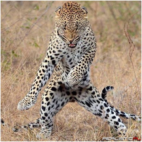 He's got them moves like jaguar
