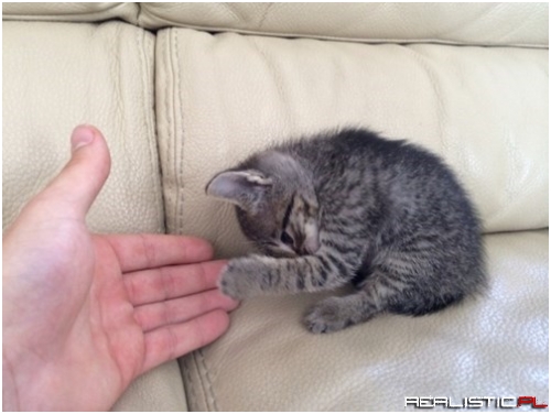 High Five, Kitteh!