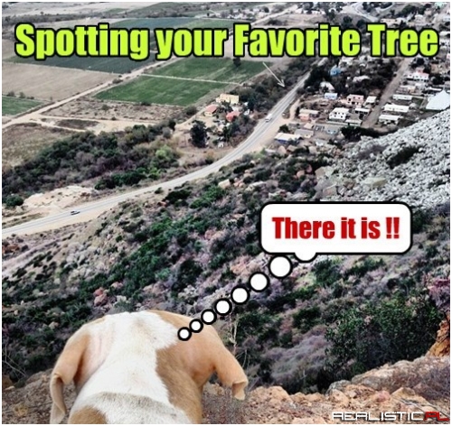 How Do You Spell Relief