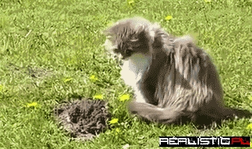 How to Deal With a Mole the Cat Way