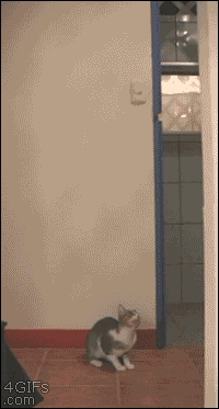 Hunter cat