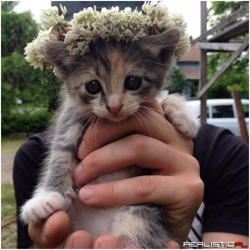 I Crown Thee Queen of Clovers