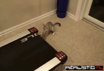 If it's Moving, it's Prey