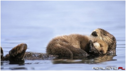 I'm Tired of Swimming, Dad