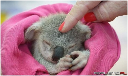 Koala Squee