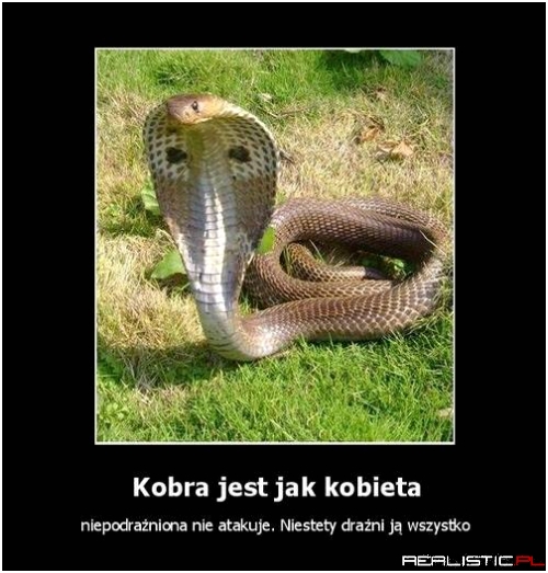Kobra jest jak kobieta