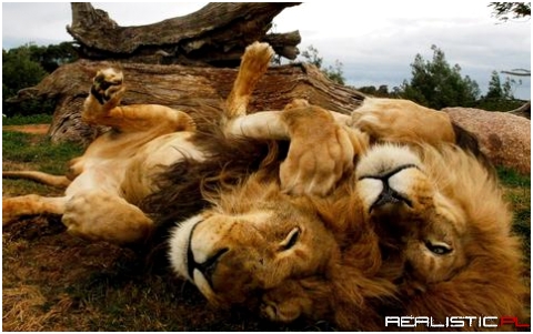 Lions