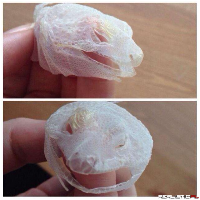 Lizard Shed His Entire Face in One Go