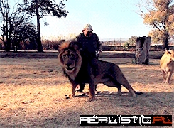 Look at him getting his mane brushed omg