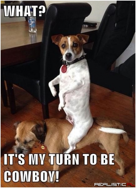 My Dogs Play Some Pretty Weird Games