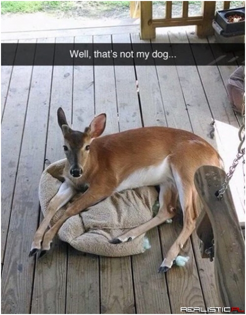 Oh Deer...