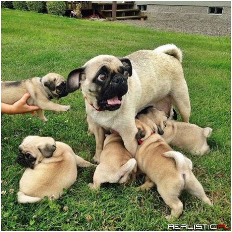 Oh god, make it stop!