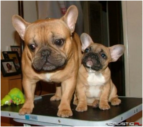 On a Scale From Zero to Squee!