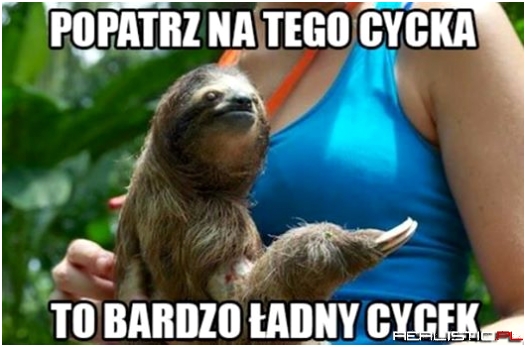 Popatrz na tego cycka