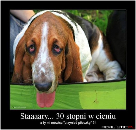 Przynieś piłeczkę ...