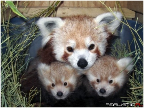 Red Panda Family Squee