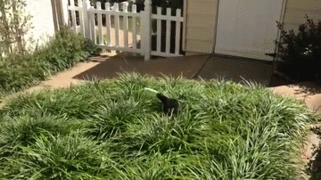Searching for That Jungle Cat!