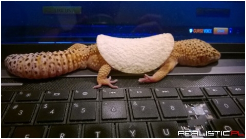 The most effective blanket for a gecko is definitely a Pringle