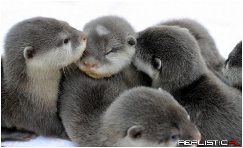 There's Nobody Otter Than You I'd Rather Snuggle