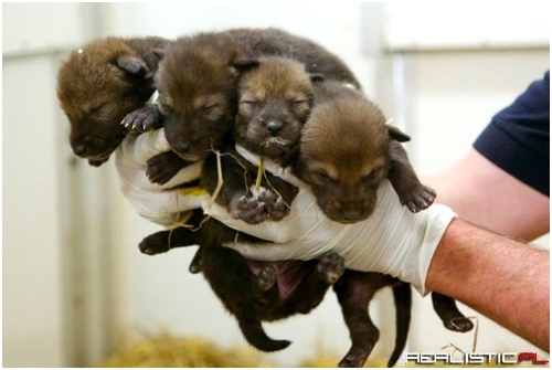 These Endangered Red Wolf Pups are Adorbs!