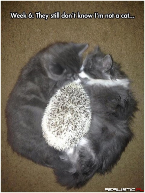 They still dont know