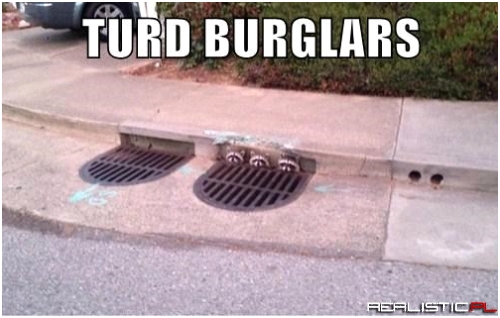They'll Steal Anything!