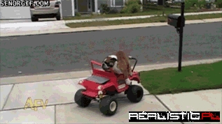 This Bulldog is a Reckless Driver