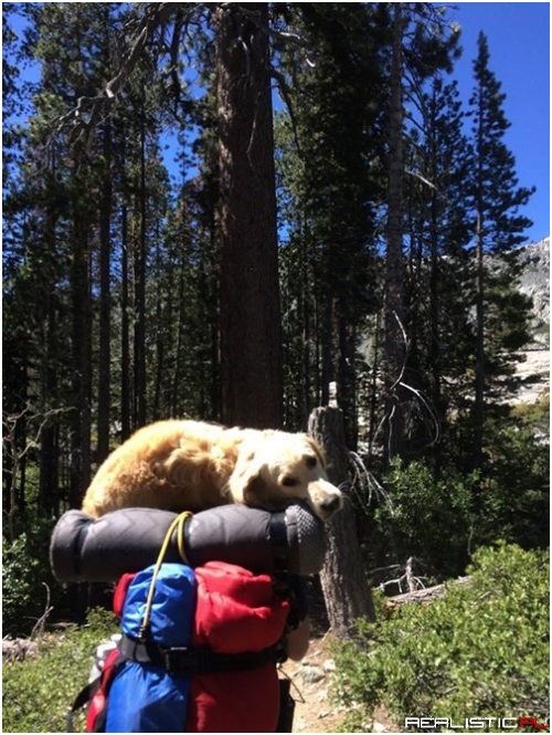 This Tired Pup Decided to Pack it in