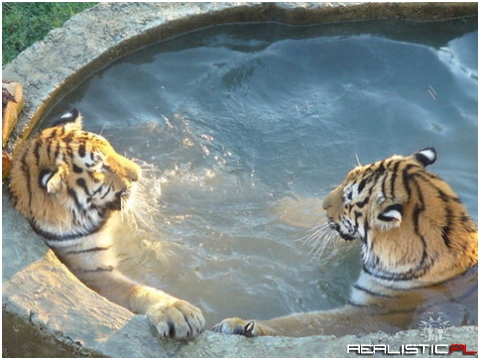 Tiger relax