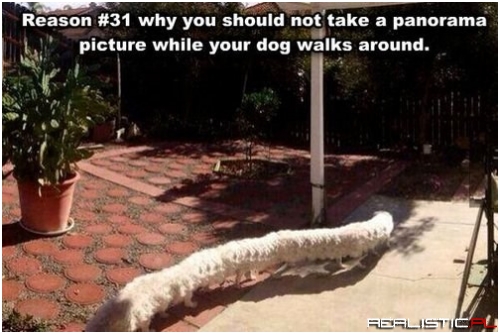 We Call Him a Centipoodle